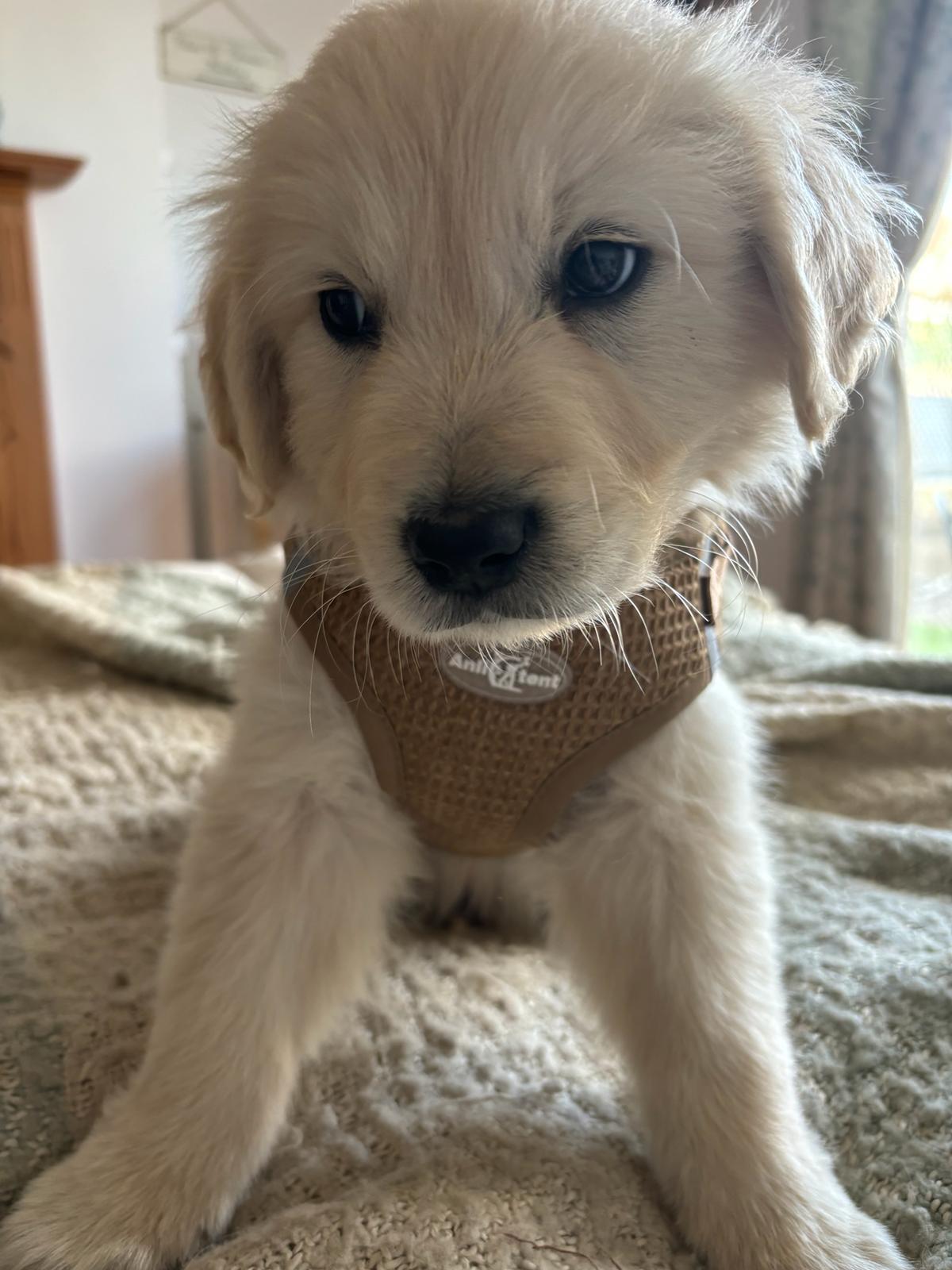 Original photo of Bobbie the puppy