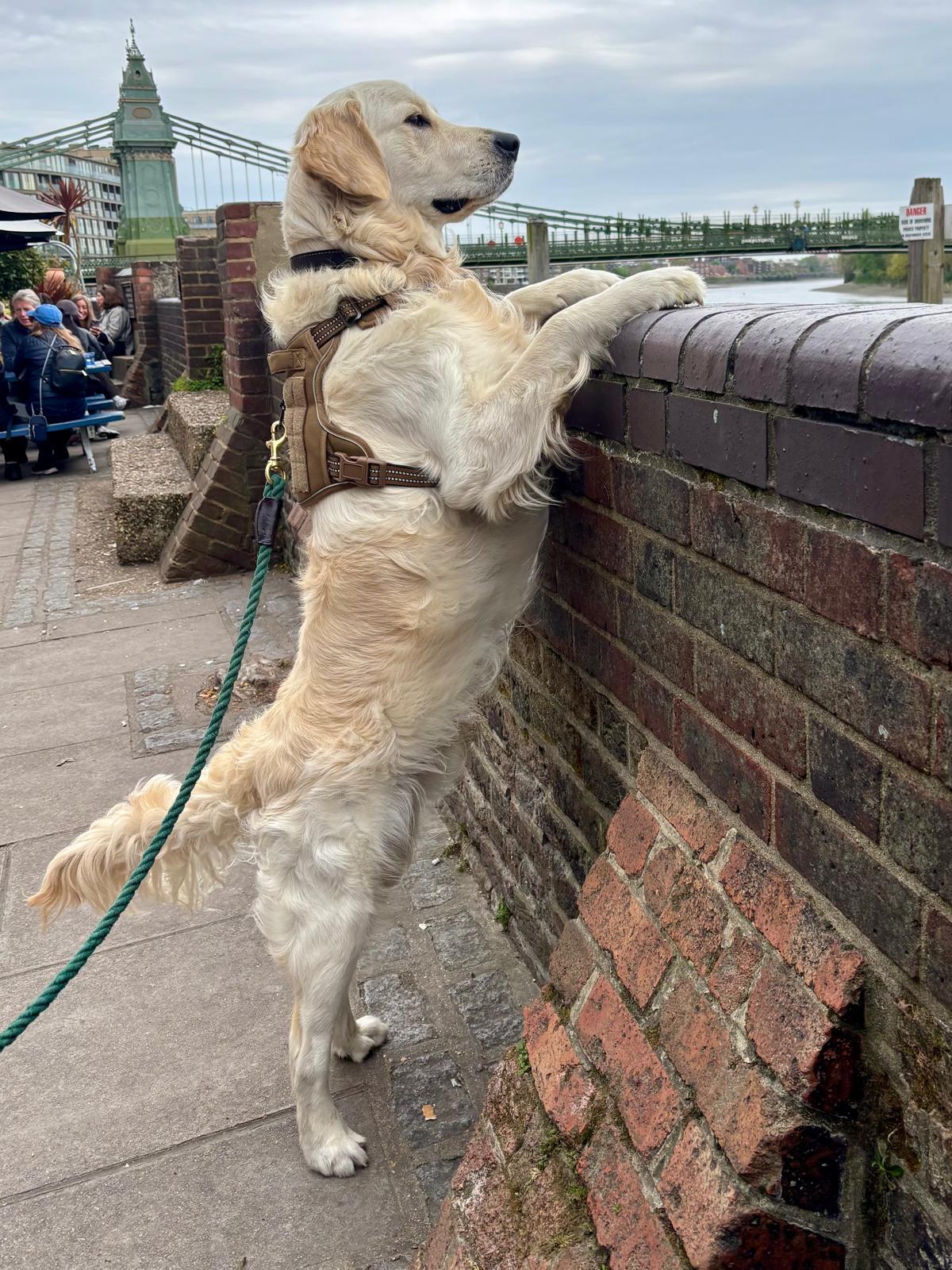 Original photo of dog